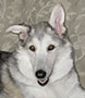 Shilo