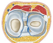 Knee at tibia