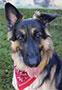 german shepard